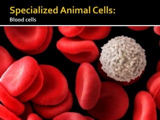 Specialized Animal Cells:Blood cells