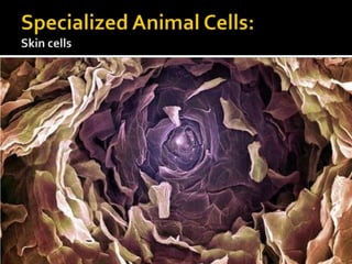Specialized Animal Cells:Skin cells