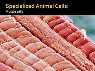 Specialized Animal Cells:Muscle cells