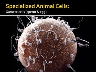 Specialized Animal Cells:Gamete cells (sperm & egg)