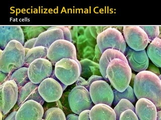 Specialized Animal Cells:Fat cells