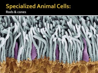 Specialized Animal Cells:Rods & cones