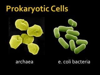 Prokaryotic Cellsarchaeae. coli bacteria