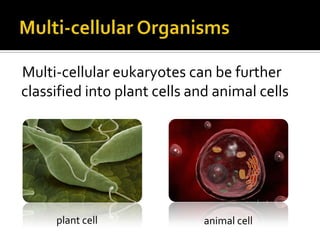 Multi-cellular Organisms<br />Multi-cellular eukaryotes can be further classified into plant cells and animal cells<br />p...