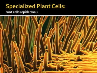 Specialized Plant Cells:root cells (epidermal)<br />