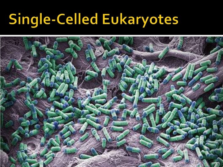 Cell theory &amp; types of cells