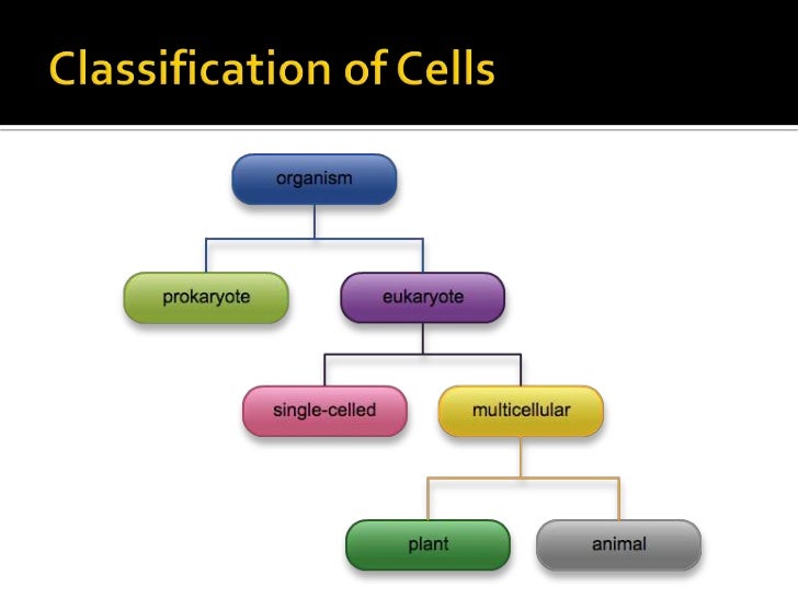Cell theory & types of cells