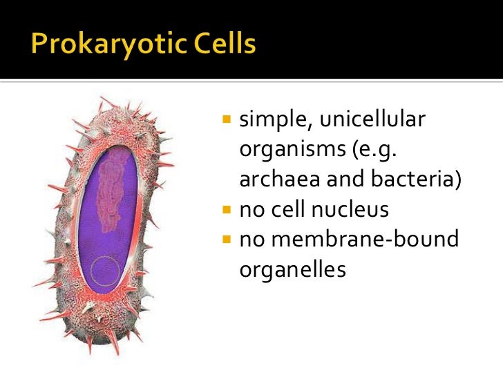 types of cells