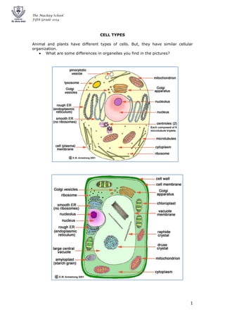 The Mackay School
Fifth Grade 2014
1
CELL TYPES
Animal and plants have different types of cells. But, they have similar cellular
organization.
What are some differences in organelles you find in the pictures?
 