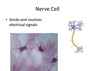 Nerve Cell
• Sends and receives
electrical signals
 