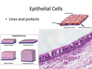 Epithelial Cells
• Lines and protects
 
