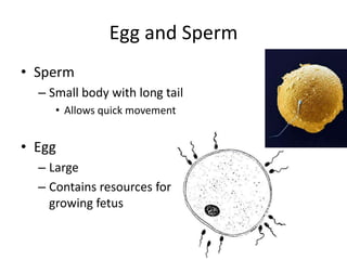 Egg and Sperm
• Sperm
– Small body with long tail
• Allows quick movement
• Egg
– Large
– Contains resources for
growing fetus
 