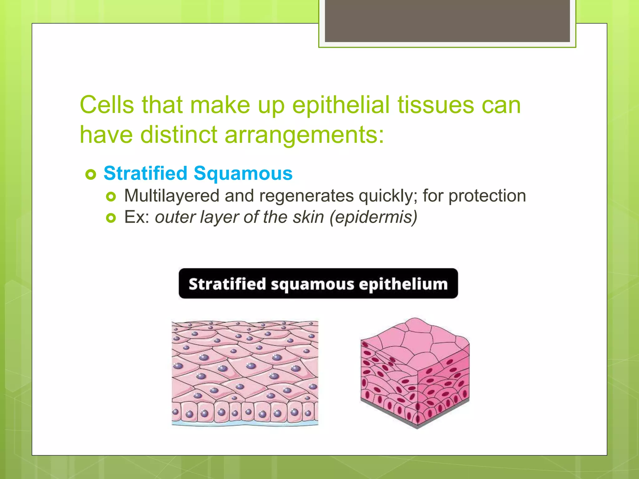 Cells that make up epithelial tissues can
have distinct arrangements:
 Stratified Squamous
 Multilayered and regenerates quickly; for protection
 Ex: outer layer of the skin (epidermis)
 