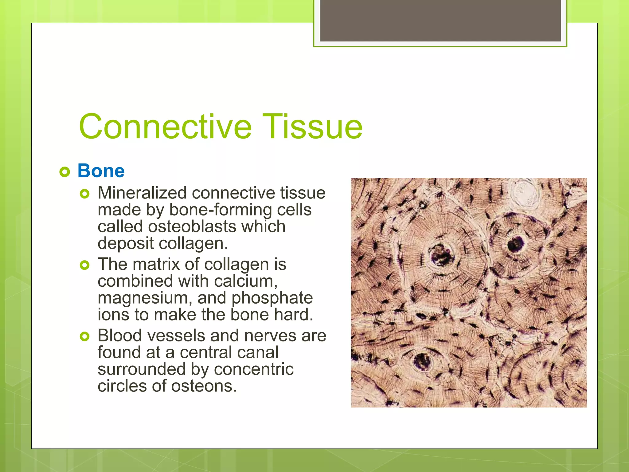 Connective Tissue
 Bone
 Mineralized connective tissue
made by bone-forming cells
called osteoblasts which
deposit collagen.
 The matrix of collagen is
combined with calcium,
magnesium, and phosphate
ions to make the bone hard.
 Blood vessels and nerves are
found at a central canal
surrounded by concentric
circles of osteons.
 