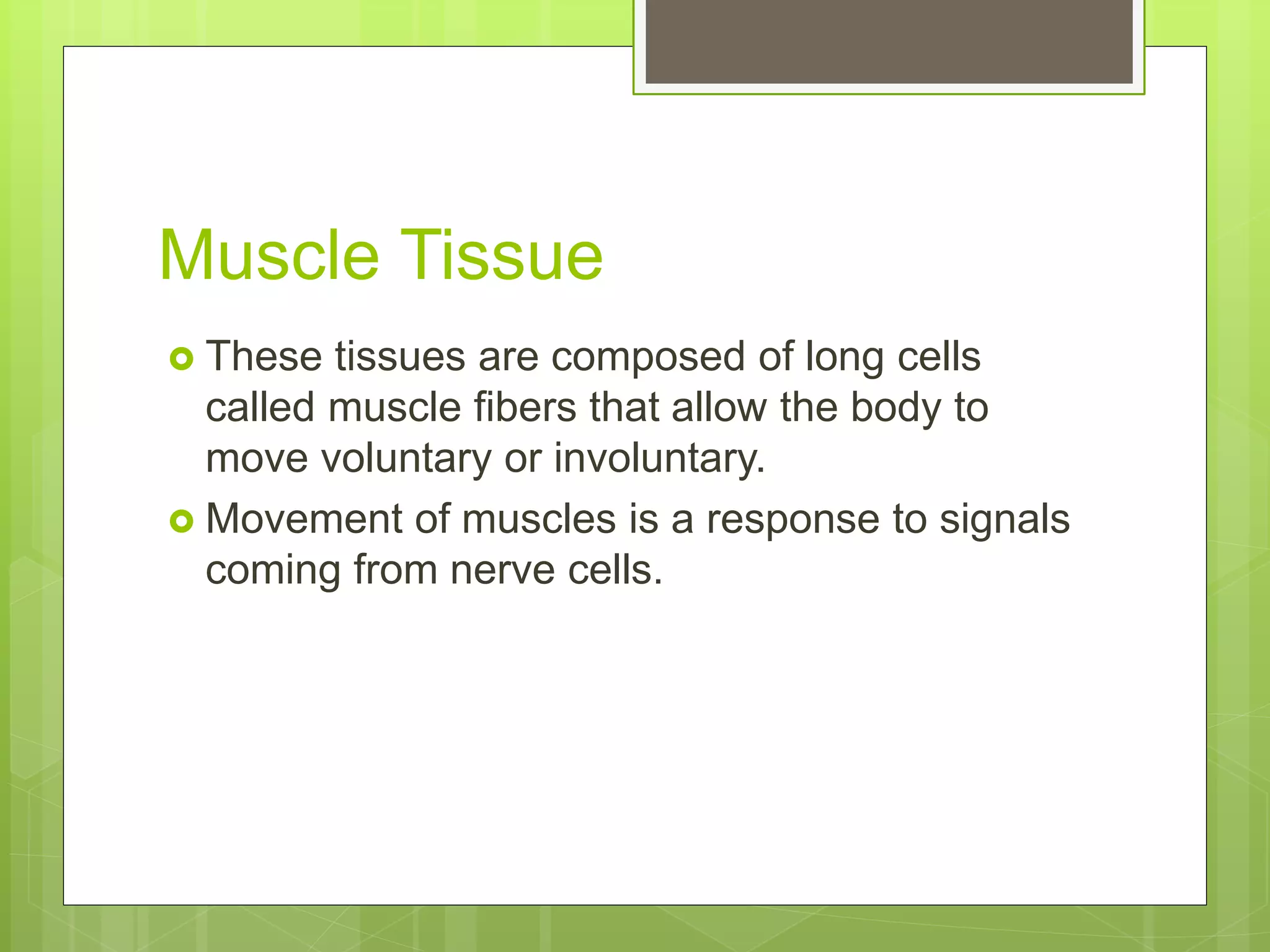 Muscle Tissue
 These tissues are composed of long cells
called muscle fibers that allow the body to
move voluntary or involuntary.
 Movement of muscles is a response to signals
coming from nerve cells.
 