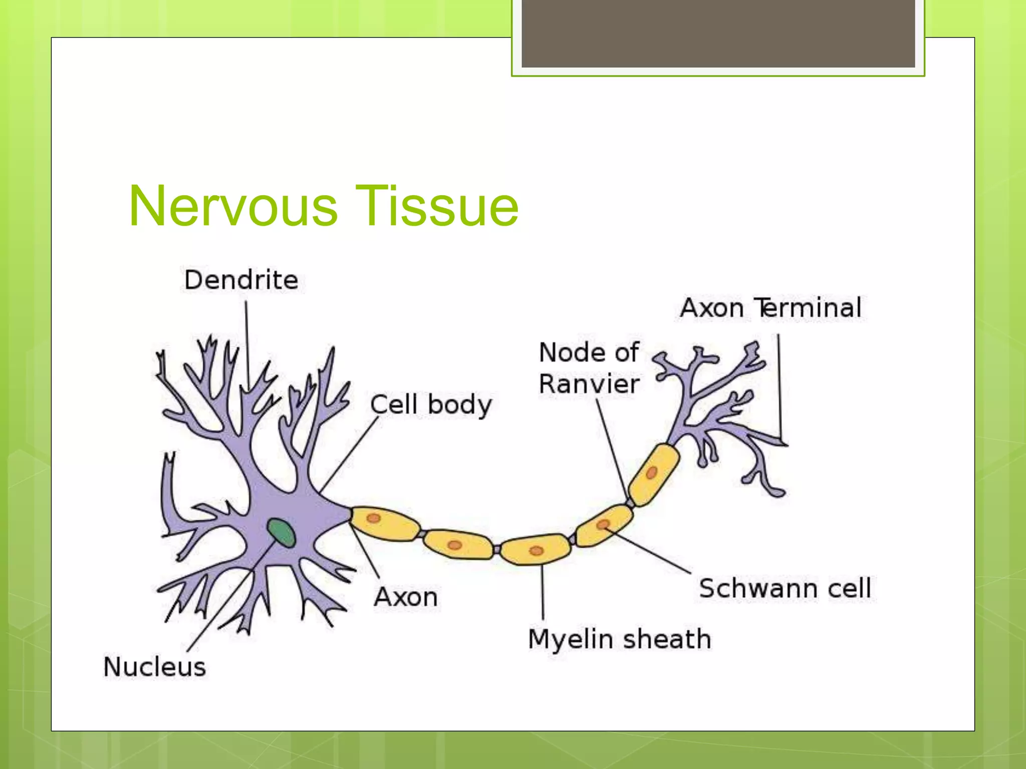Nervous Tissue
 