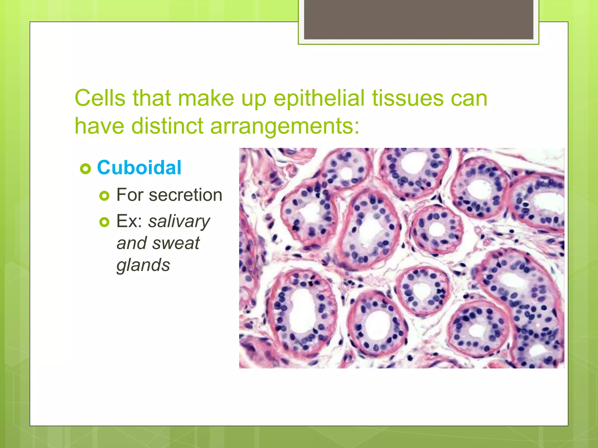 Cells that make up epithelial tissues can
have distinct arrangements:
 Cuboidal
 For secretion
 Ex: salivary
and sweat
glands
 