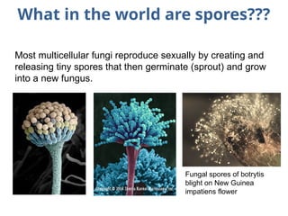 Cell Types and Its function , kingdom of life | PPTX