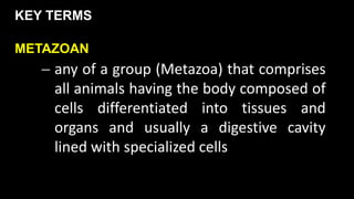 Metazoa Types Cell types and cell cycle.pptx