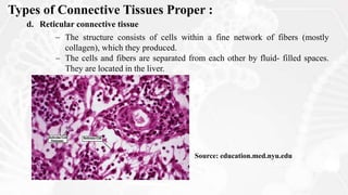 Fine Reticular Network Cell types and cell cycle.pptx