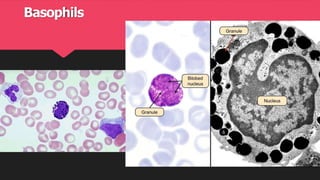 Cell Types & Functions Lab-3 for first year | PDF