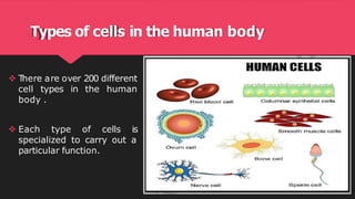 Cell Types & Functions Lab-3 for first year | PDF