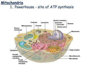 Mitochondria
Mitochondria
1. Powerhouse - site of ATP synthesis
 