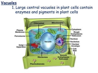Vacuoles
Vacuoles
1. Large central vacuoles in plant cells contain
enzymes and pigments in plant cells
 