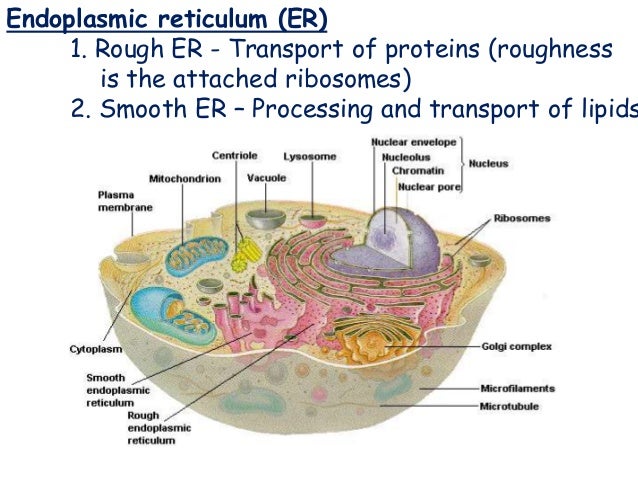 Smooth Er Location In Cell Idaman