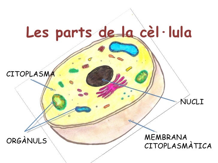 Cicle Inicial Escola El Serrallo LIRULIRUL EL COS HUM Cicle Inicial Escola El Serrallo LIRULIRUL EL COS HUM