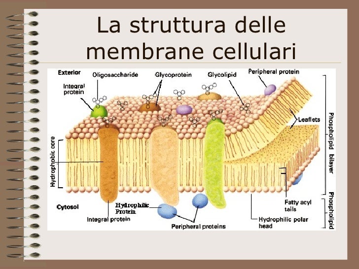 La Membrana Cellulare Animale Contiene Oltre Ai Fosfolipidi Cellula