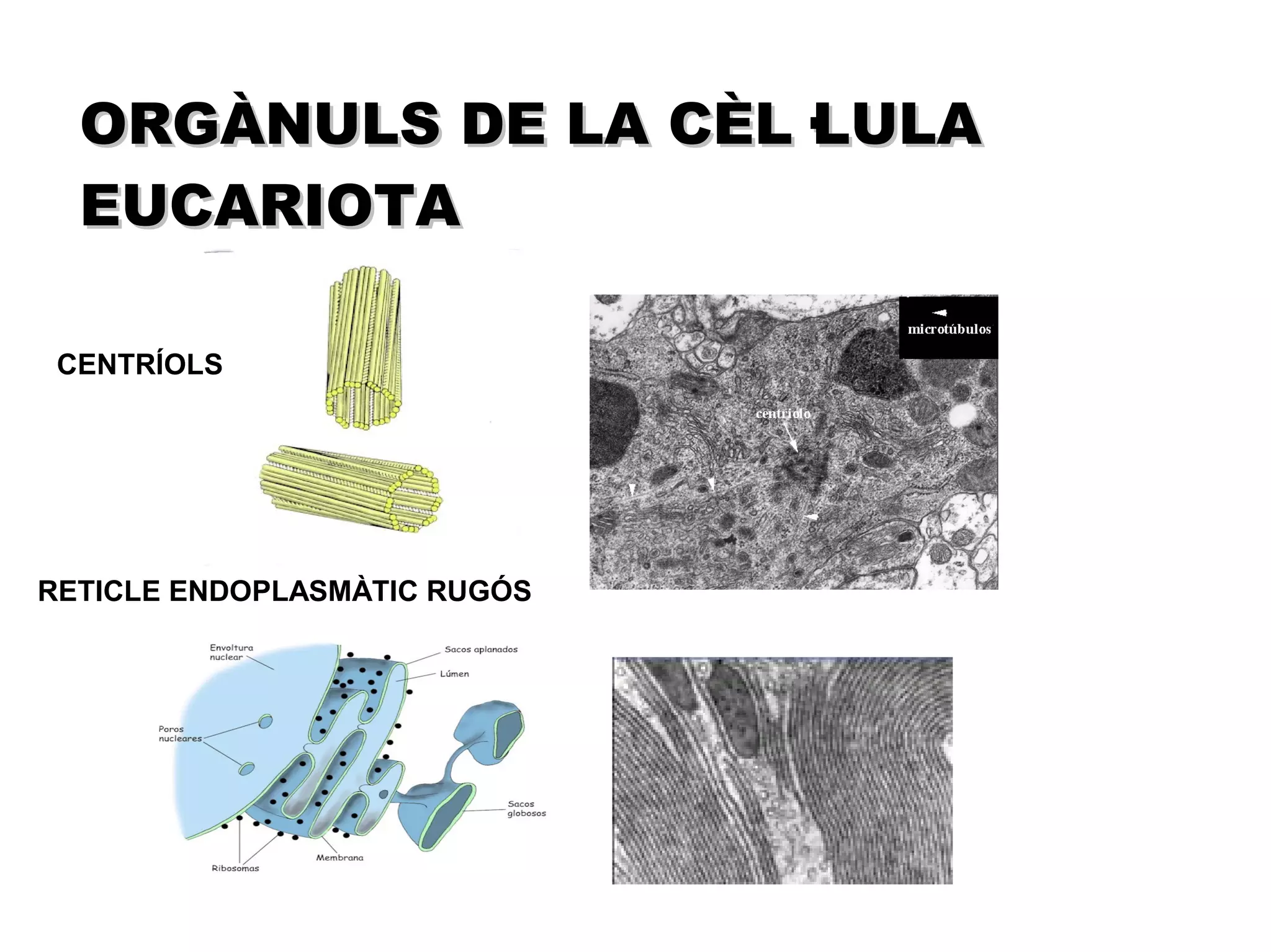 ORGÀNULS DE LA CÈL·LULA
  EUCARIOTA

 CENTRÍOLS




RETICLE ENDOPLASMÀTIC RUGÓS
 