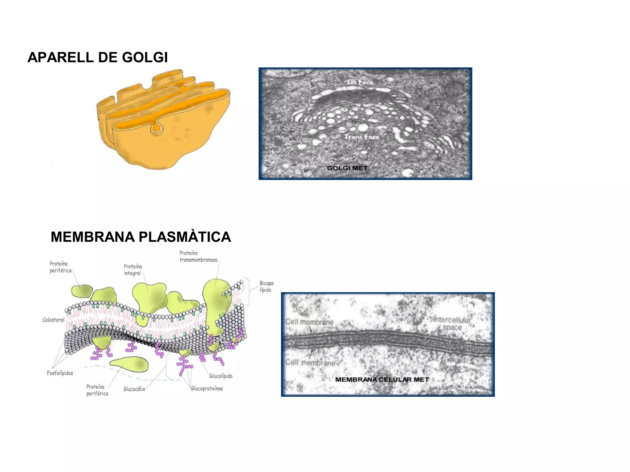 APARELL DE GOLGI




  MEMBRANA PLASMÀTICA
 