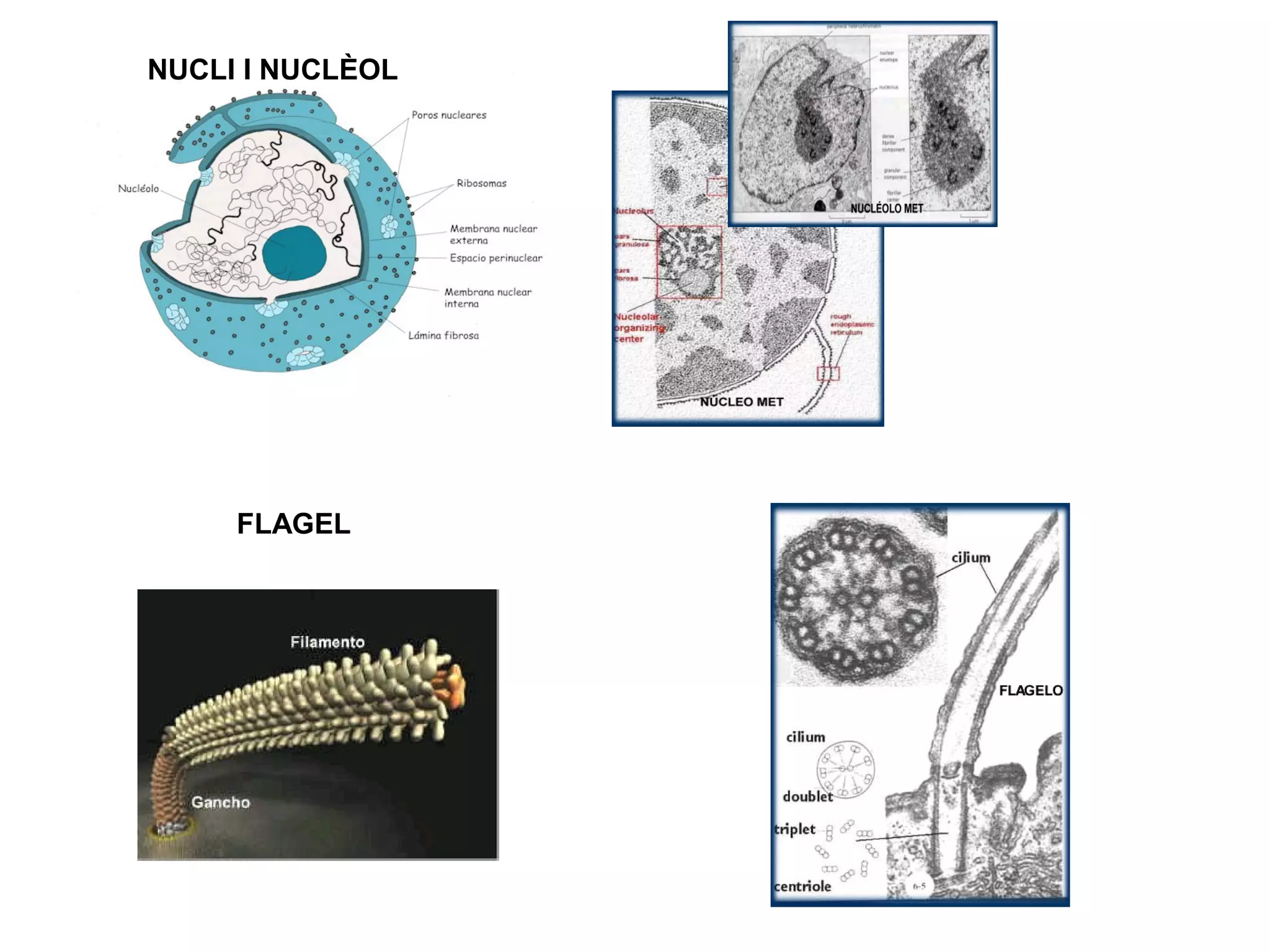 NUCLI I NUCLÈOL




     FLAGEL
 