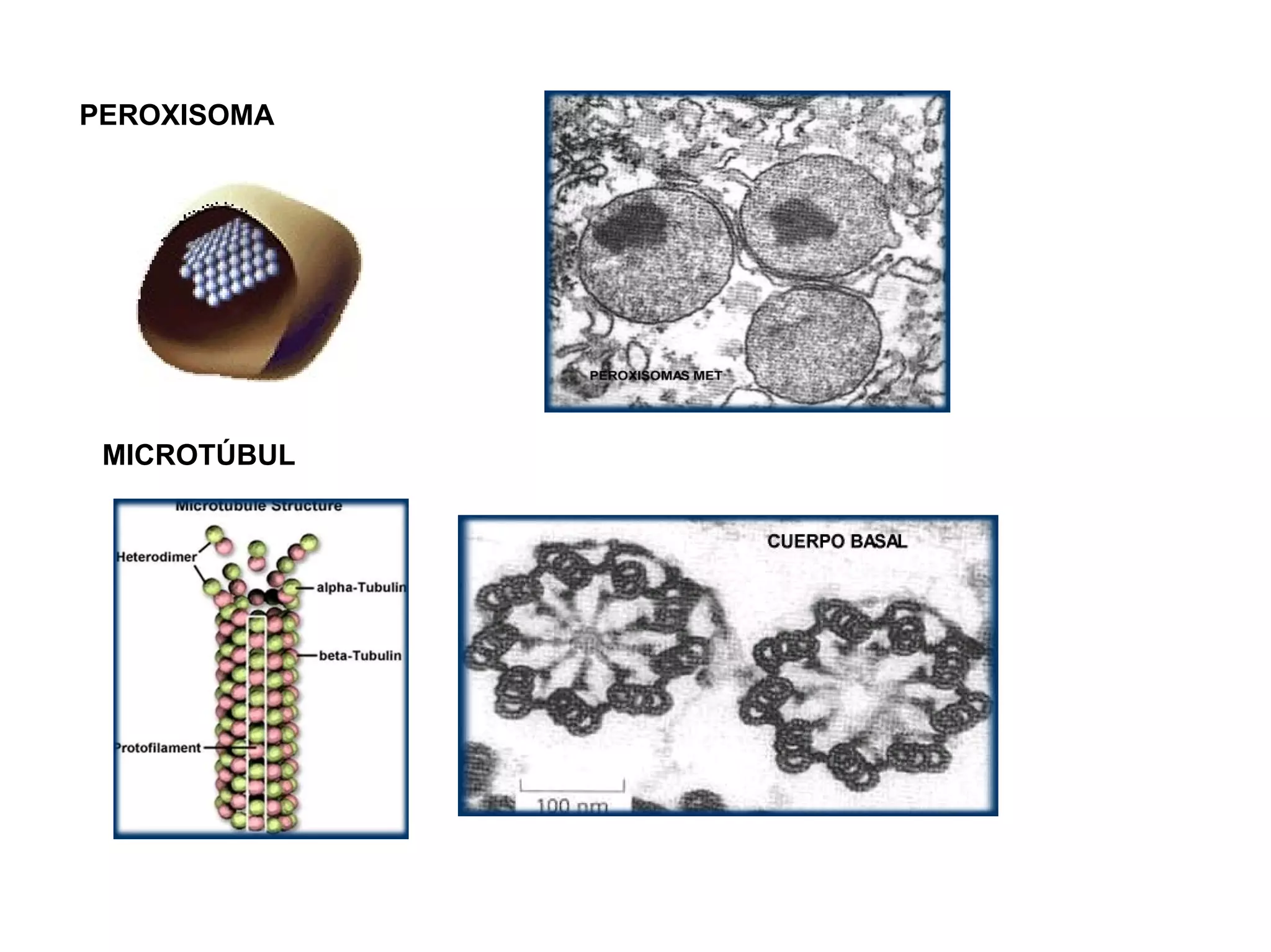 PEROXISOMA




 MICROTÚBUL
 
