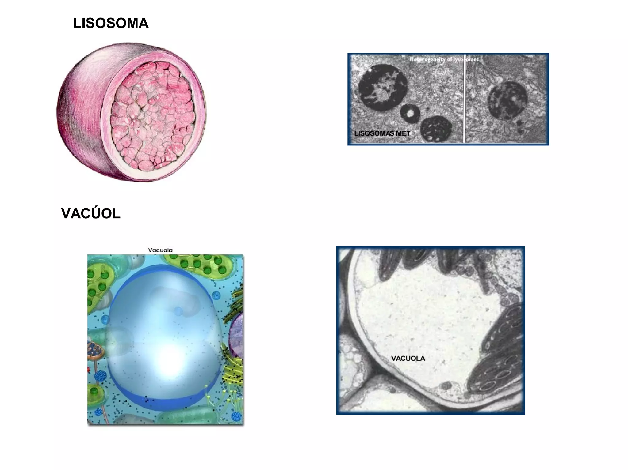LISOSOMA




VACÚOL
 