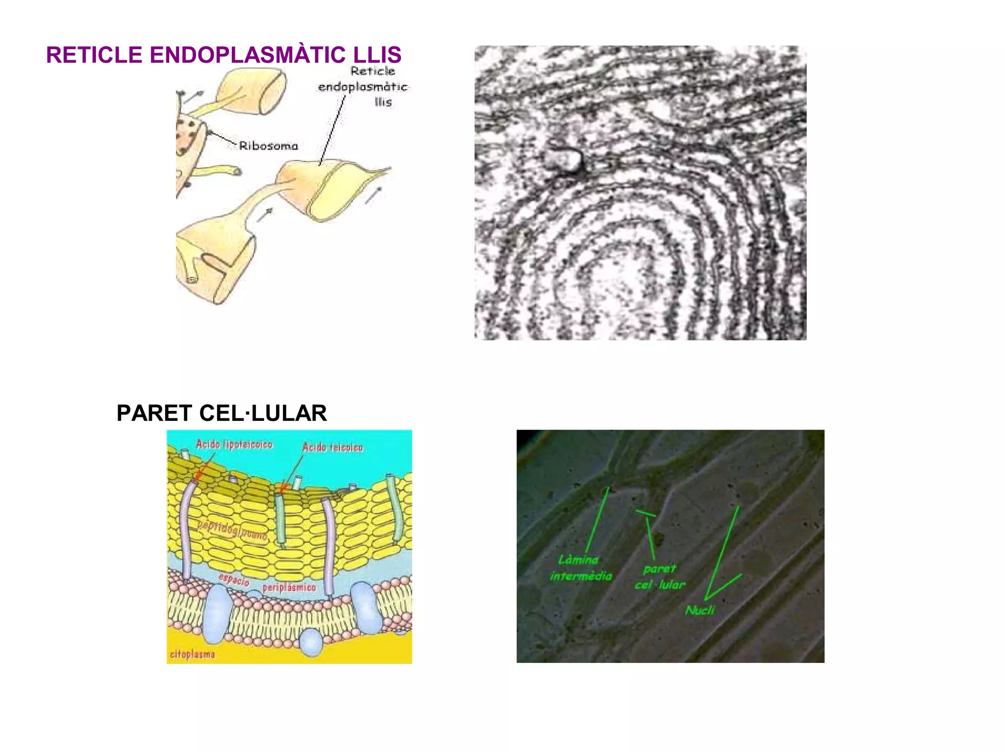 RETICLE ENDOPLASMÀTIC LLIS




     PARET CEL·LULAR
 