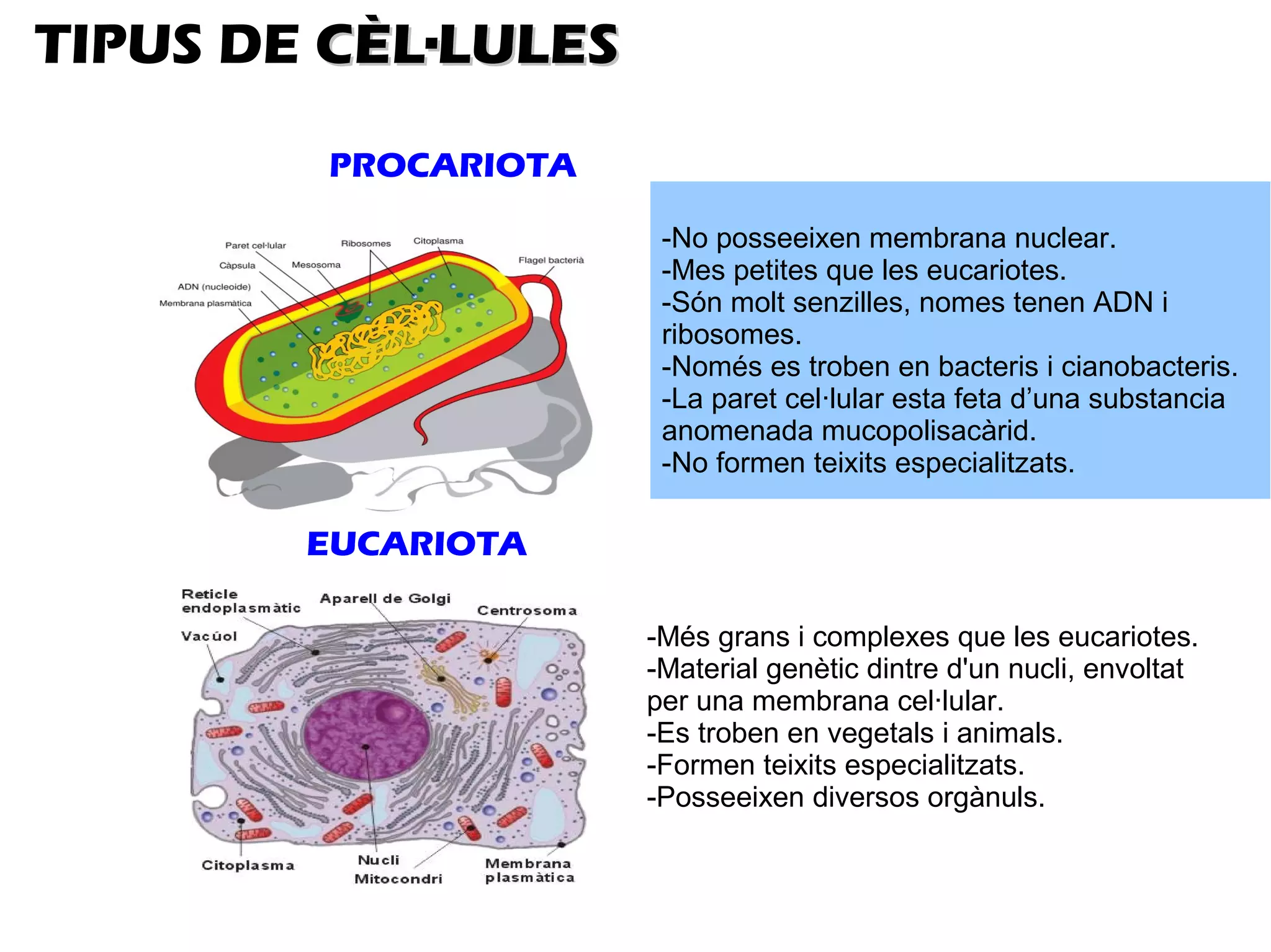 TIPUS DE CÈL·LULES
         PROCARIOTA

                       -No posseeixen membrana nuclear.
                       -Mes petites que les eucariotes.
                       -Són molt senzilles, nomes tenen ADN i
                       ribosomes.
                       -Només es troben en bacteris i cianobacteris.
                       -La paret cel·lular esta feta d’una substancia
                       anomenada mucopolisacàrid.
                       -No formen teixits especialitzats.

        EUCARIOTA

                      -Més grans i complexes que les eucariotes.
                      -Material genètic dintre d'un nucli, envoltat
                      per una membrana cel·lular.
                      -Es troben en vegetals i animals.
                      -Formen teixits especialitzats.
                      -Posseeixen diversos orgànuls.
 