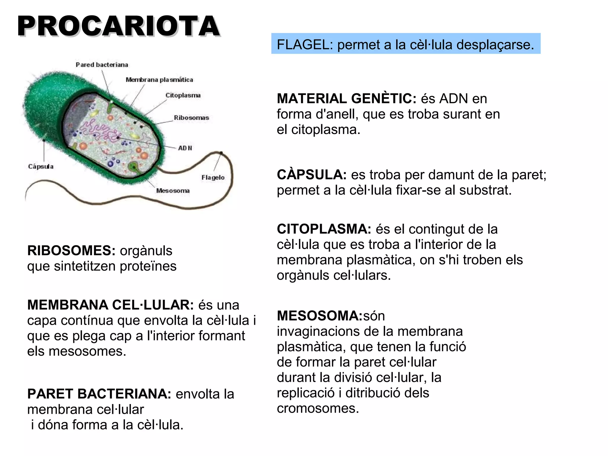 PROCARIOTA
                                          FLAGEL: permet a la cèl·lula desplaçarse.


                                          MATERIAL GENÈTIC: és ADN en
                                          forma d'anell, que es troba surant en
                                          el citoplasma.


                                          CÀPSULA: es troba per damunt de la paret;
                                          permet a la cèl·lula fixar-se al substrat.

                                          CITOPLASMA: és el contingut de la
RIBOSOMES: orgànuls                       cèl·lula que es troba a l'interior de la
que sintetitzen proteïnes                 membrana plasmàtica, on s'hi troben els
                                          orgànuls cel·lulars.

MEMBRANA CEL·LULAR: és una
capa contínua que envolta la cèl·lula i   MESOSOMA:són
que es plega cap a l'interior formant     invaginacions de la membrana
els mesosomes.                            plasmàtica, que tenen la funció
                                          de formar la paret cel·lular
                                          durant la divisió cel·lular, la
PARET BACTERIANA: envolta la              replicació i ditribució dels
membrana cel·lular                        cromosomes.
i dóna forma a la cèl·lula.
 