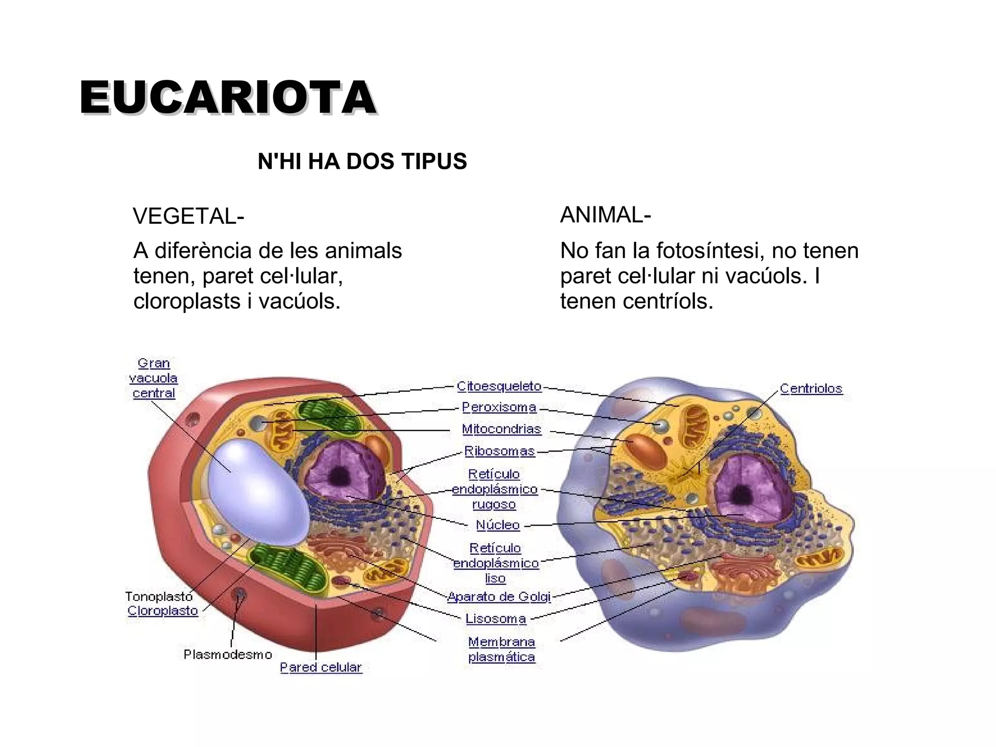 EUCARIOTA
             N'HI HA DOS TIPUS

 VEGETAL-                        ANIMAL-
 A diferència de les animals     No fan la fotosíntesi, no tenen
 tenen, paret cel·lular,         paret cel·lular ni vacúols. I
 cloroplasts i vacúols.          tenen centríols.
 