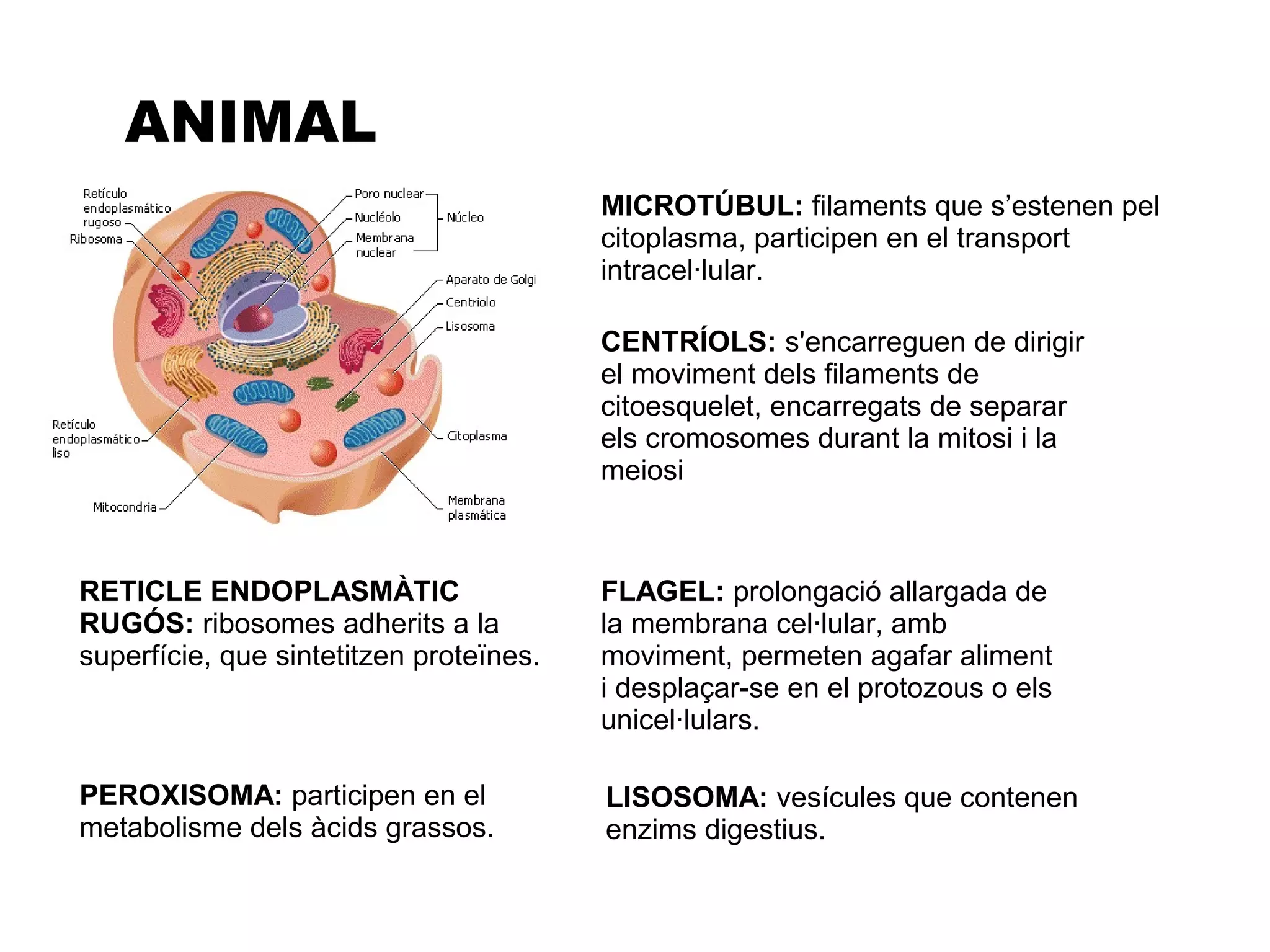ANIMAL
                                         MICROTÚBUL: filaments que s’estenen pel
                                         citoplasma, participen en el transport
                                         intracel·lular.

                                         CENTRÍOLS: s'encarreguen de dirigir
                                         el moviment dels filaments de
                                         citoesquelet, encarregats de separar
                                         els cromosomes durant la mitosi i la
                                         meiosi



RETICLE ENDOPLASMÀTIC                    FLAGEL: prolongació allargada de
RUGÓS: ribosomes adherits a la           la membrana cel·lular, amb
superfície, que sintetitzen proteïnes.   moviment, permeten agafar aliment
                                         i desplaçar-se en el protozous o els
                                         unicel·lulars.

PEROXISOMA: participen en el             LISOSOMA: vesícules que contenen
metabolisme dels àcids grassos.          enzims digestius.
 