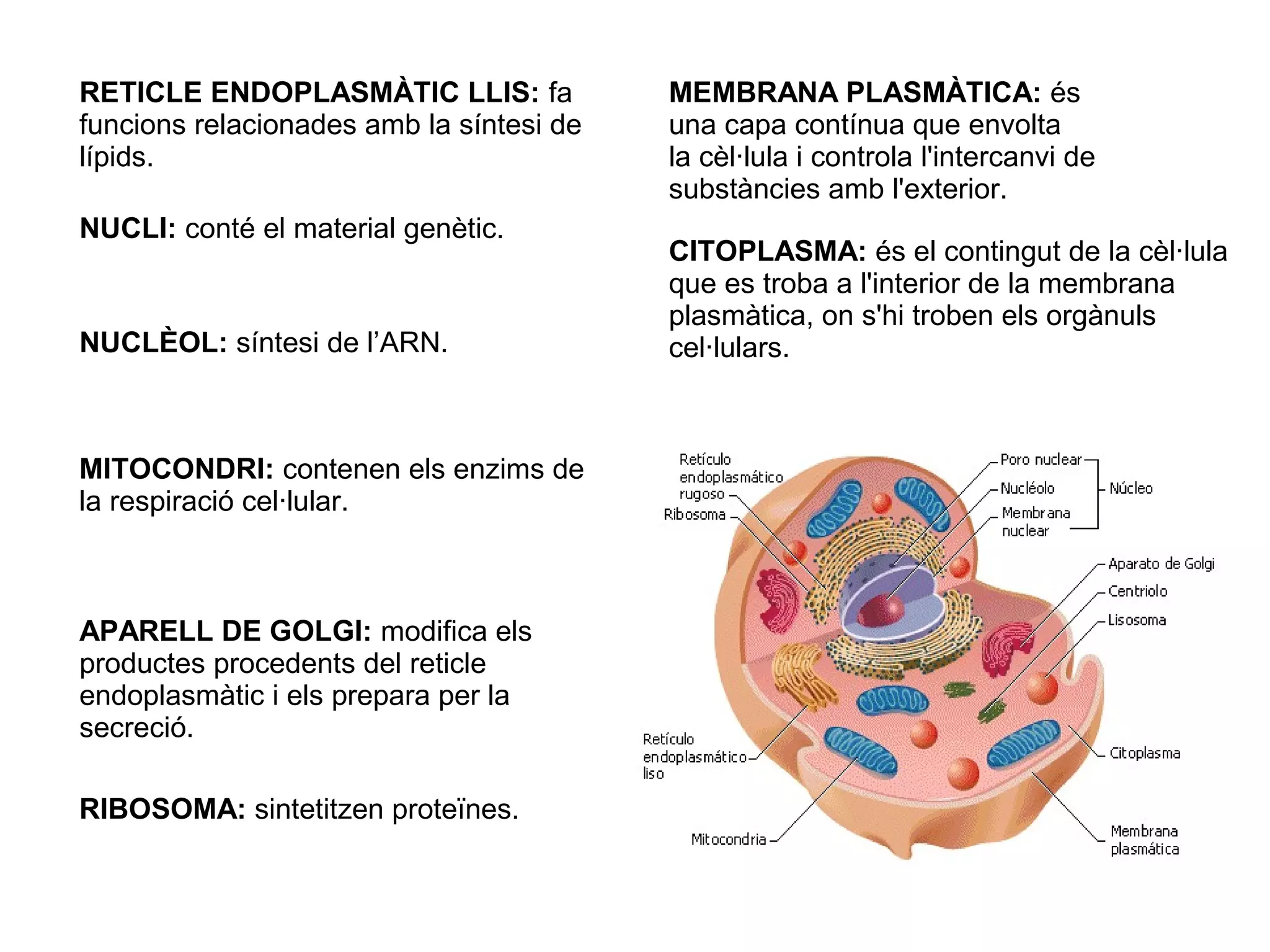 RETICLE ENDOPLASMÀTIC LLIS: fa            MEMBRANA PLASMÀTICA: és
funcions relacionades amb la síntesi de   una capa contínua que envolta
lípids.                                   la cèl·lula i controla l'intercanvi de
                                          substàncies amb l'exterior.
NUCLI: conté el material genètic.
                                          CITOPLASMA: és el contingut de la cèl·lula
                                          que es troba a l'interior de la membrana
                                          plasmàtica, on s'hi troben els orgànuls
NUCLÈOL: síntesi de l’ARN.                cel·lulars.



MITOCONDRI: contenen els enzims de
la respiració cel·lular.



APARELL DE GOLGI: modifica els
productes procedents del reticle
endoplasmàtic i els prepara per la
secreció.

RIBOSOMA: sintetitzen proteïnes.
 
