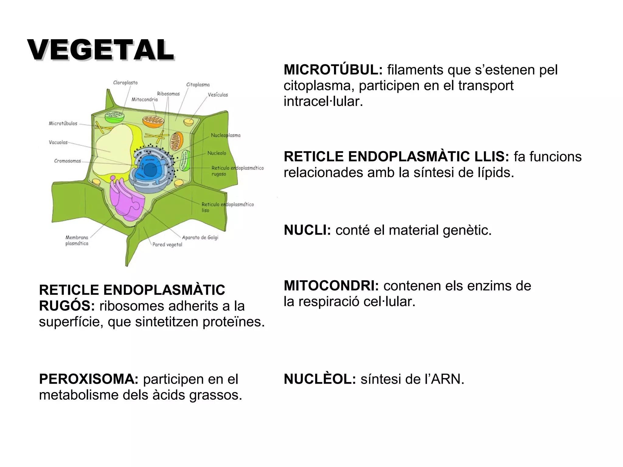 VEGETAL
                                         MICROTÚBUL: filaments que s’estenen pel
                                         citoplasma, participen en el transport
                                         intracel·lular.


                                         RETICLE ENDOPLASMÀTIC LLIS: fa funcions
                                         relacionades amb la síntesi de lípids.



                                         NUCLI: conté el material genètic.



RETICLE ENDOPLASMÀTIC                    MITOCONDRI: contenen els enzims de
RUGÓS: ribosomes adherits a la           la respiració cel·lular.
superfície, que sintetitzen proteïnes.



PEROXISOMA: participen en el             NUCLÈOL: síntesi de l’ARN.
metabolisme dels àcids grassos.
 