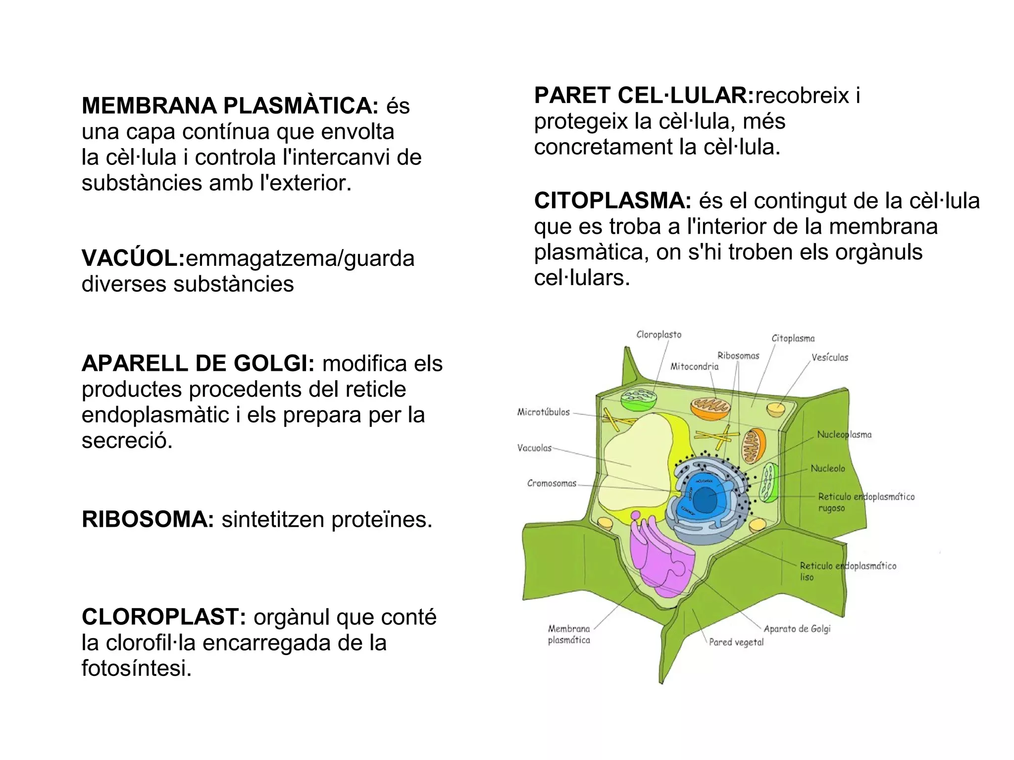 MEMBRANA PLASMÀTICA: és                  PARET CEL·LULAR:recobreix i
una capa contínua que envolta            protegeix la cèl·lula, més
la cèl·lula i controla l'intercanvi de   concretament la cèl·lula.
substàncies amb l'exterior.
                                         CITOPLASMA: és el contingut de la cèl·lula
                                         que es troba a l'interior de la membrana
VACÚOL:emmagatzema/guarda                plasmàtica, on s'hi troben els orgànuls
diverses substàncies                     cel·lulars.


APARELL DE GOLGI: modifica els
productes procedents del reticle
endoplasmàtic i els prepara per la
secreció.


RIBOSOMA: sintetitzen proteïnes.



CLOROPLAST: orgànul que conté
la clorofil·la encarregada de la
fotosíntesi.
 