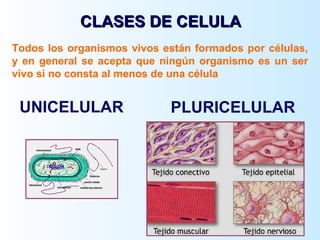Todos los organismos vivos están formados por células, y en general se acepta que ningún organismo es un ser vivo si no consta al menos de una célula  UNICELULAR  PLURICELULAR  CLASES DE CELULA 