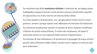 Strati Cellula Cellula animale | PPTX