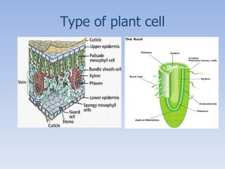 Type of plant cell