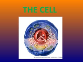 THE CELL
 