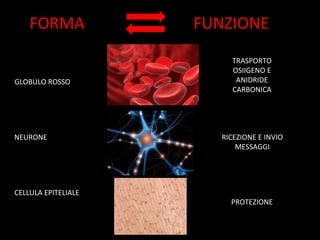 FORMA FUNZIONE
GLOBULO ROSSO
NEURONE
CELLULA EPITELIALE
TRASPORTO
OSIIGENO E
ANIDRIDE
CARBONICA
RICEZIONE E INVIO
MESSAGGI
PROTEZIONE
 