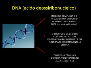 DNA (acido deossiribonucleico)
MOLECOLA COMPLESSA CHE
HA L’ASPETTO DI UN DOPPIO
FILAMENTO AVVOLTO AD
ELICA (es. scala a chiocciola)
E’ COSTITUITO DA GENI CHE
CONTENGONO TUTTE LE
INFORMAZIONI PER COSTRUIRE E FAR
FUNZIONARE CORRETTAMENTE LA
CELLULA
QUANDO LA CELLULA SI
DUPPLICA, VIENE TRASFERITO
ALLE CELLULE FIGLIE
 